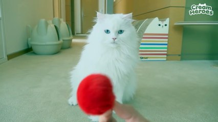 If You're Happy and You Know It, Say Meow! (ENG SUB)