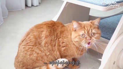 A Cute House Guard Cat (ENG SUB)