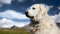 Wenn ein Hund auf ein Erdhörnchen trifft