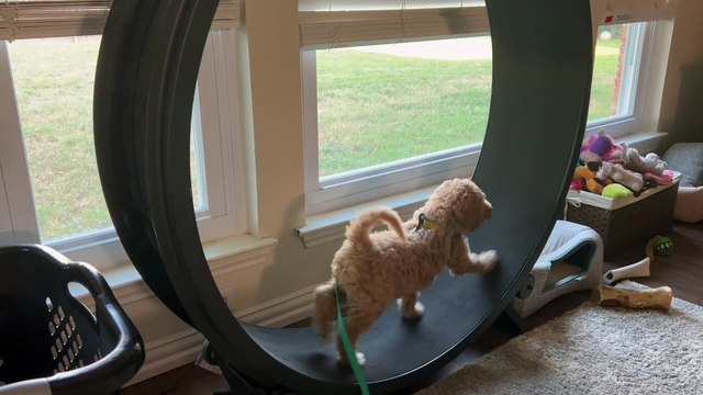 Goldendoodle Puppy Takes Cat Wheel For a Spin