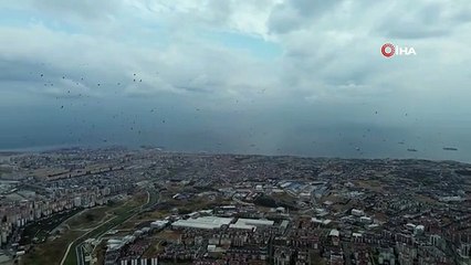 Скачать видео: Leyleklerin İstanbul semalarında göç yolculuğu böyle görüntülendi