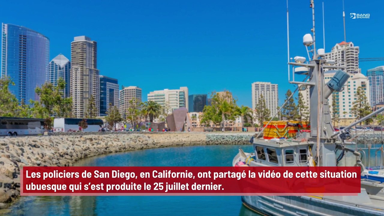 Alors qu’il effectue un cambriolage, un voleur en profite pour caresser le chien de la famille !