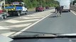 Cows on the motorway: Police close M55 after cows stop traffic