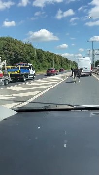 Cows on the motorway: Police close M55 after cows stop traffic