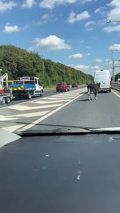 Cows on the motorway: Police close M55 after cows stop traffic