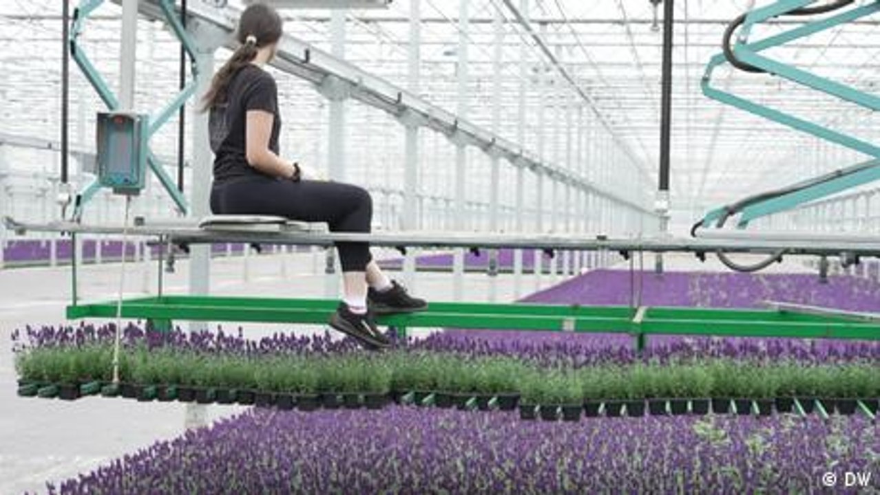 Modern und ökologisch - ein Gewächshaus in XXL