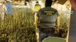 La Policía Nacional y la Guardia Civil han desmantelado una plantación de marihuana en una vivienda unifamiliar de lujo en Madrid.