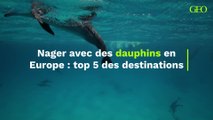 Nager avec des dauphins en Europe : top 5 des destinations