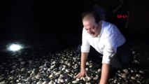 Mersin'de Yumurtadan Çıkan Kaplumbağa Yavruları Denizle Buluştu