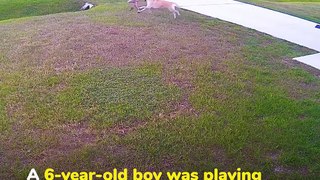 Heroic dog saves a kid from mad dog attack