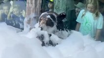 Black bear Finn enjoy first bubble bath at zoo in Knoxville