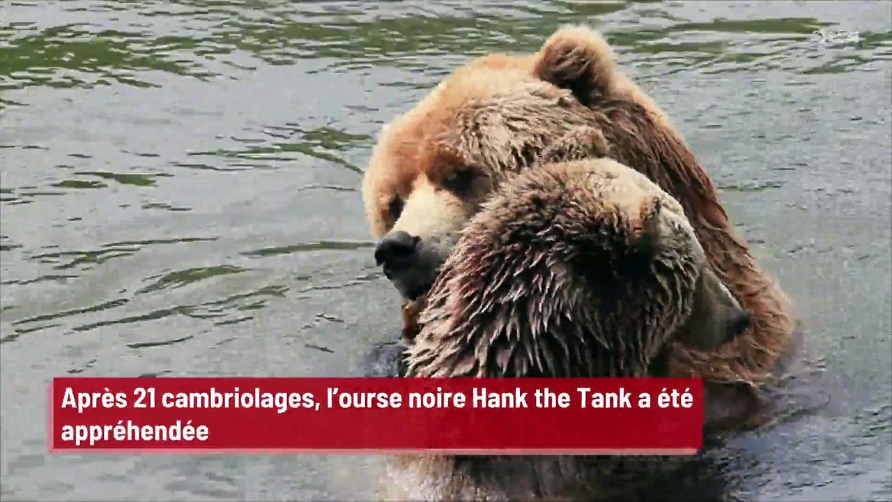 Après 21 cambriolages, l’ourse noire Hank the Tank a été arrêtée