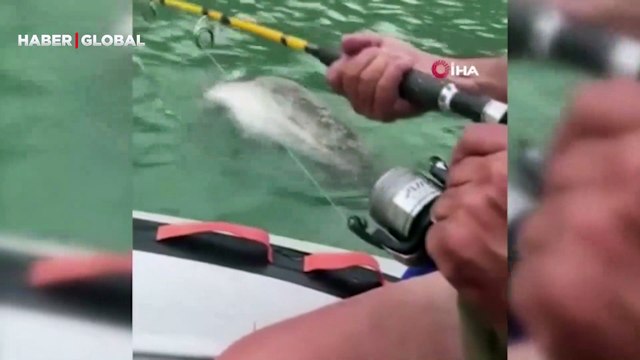 Görenleri şaşkına çevirdi! Olta ile 2 metrelik kedi balığı avı kamerada