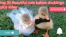 beautiful ducklings baby pics video A.s chanal