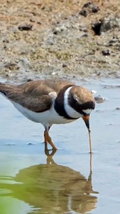 Burung memakan cacing