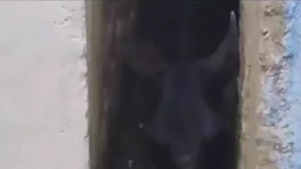 मंडला: दो मकान की दीवारों के बीच में फसे मवेसी की हुई मौत, रेस्क्यू जारी