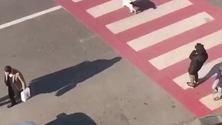 Clever dog helping kids to cross the road