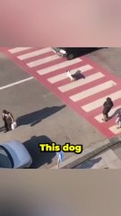 Clever dog helping kids to cross the road