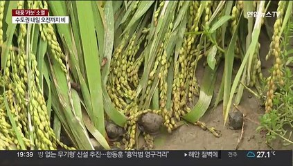 태풍에 또 농경지 피해…보상은 현실성 떨어져