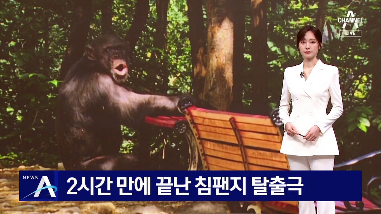 2시간 만에 끝난 침팬지 탈출극…마취총 맞은 1마리 폐사