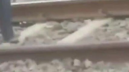 हरदा: नशे की हालत में युवक पटरी पर लेटा और निकल गई ट्रेन