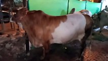 White and brown cow for Bakra Eid