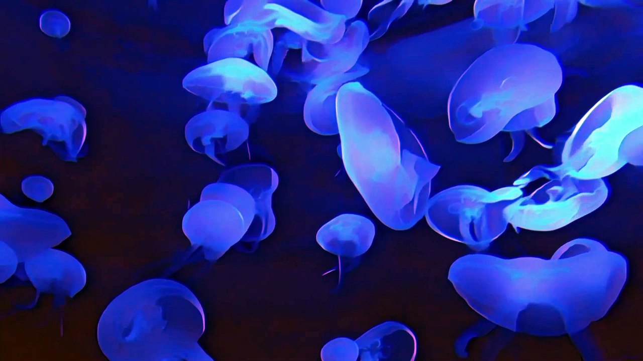 Relaxing Jellyfish v3 | 2 HOURS