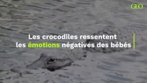 Les crocodiles ressentent les émotions négatives des bébés