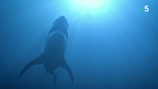 Mégalodon, le requin géant