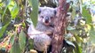 Must See! This Koala Can See the Future, Predicts Women’s World Cup  Quarter-Finals Winners