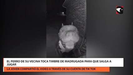 El perro de su vecina toca timbre de madrugada para que salga a jugar