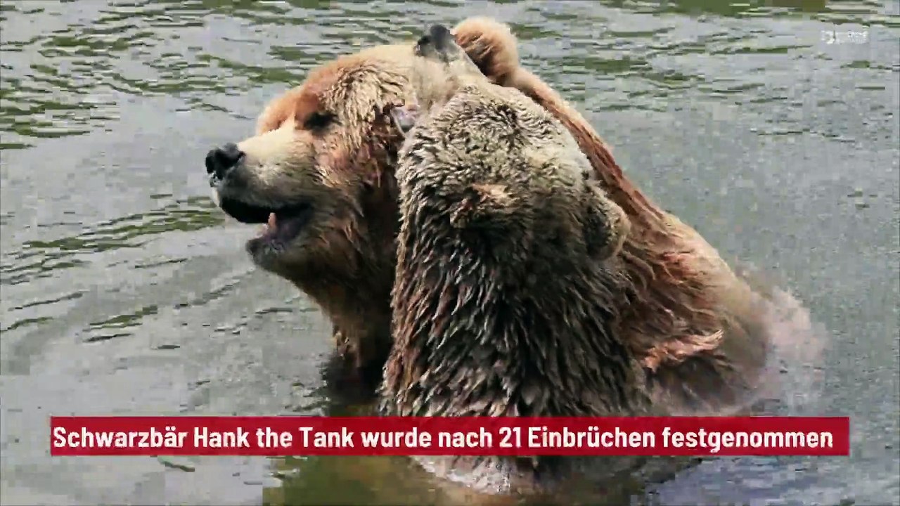 Schwarzbär Hank the Tank wurde nach 21 Einbrüchen festgenommen