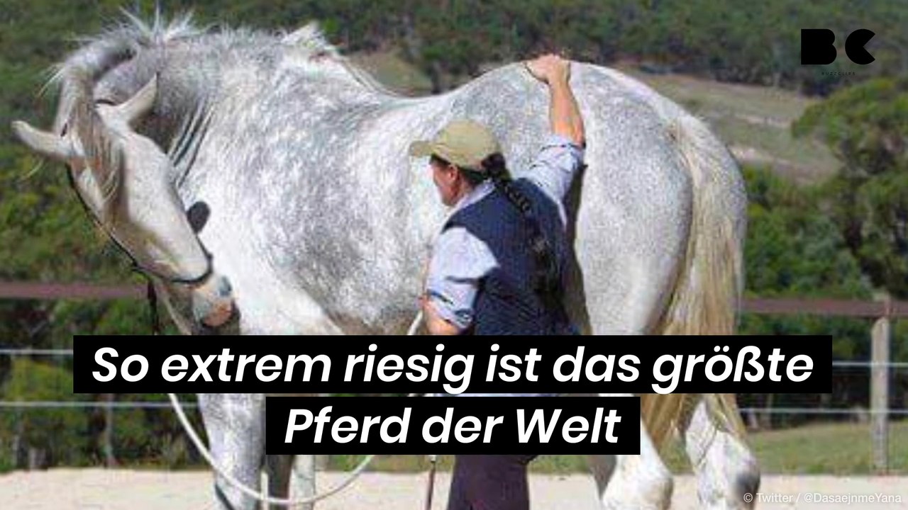 So extrem riesig ist das größte Pferd der Welt