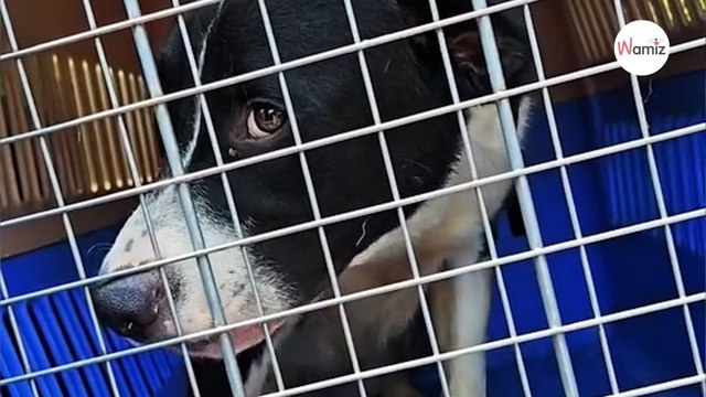 Elle fonce au refuge pour sauver 2 chiens de l’euthanasie un détail lui fait changer de plan (Vidéo)