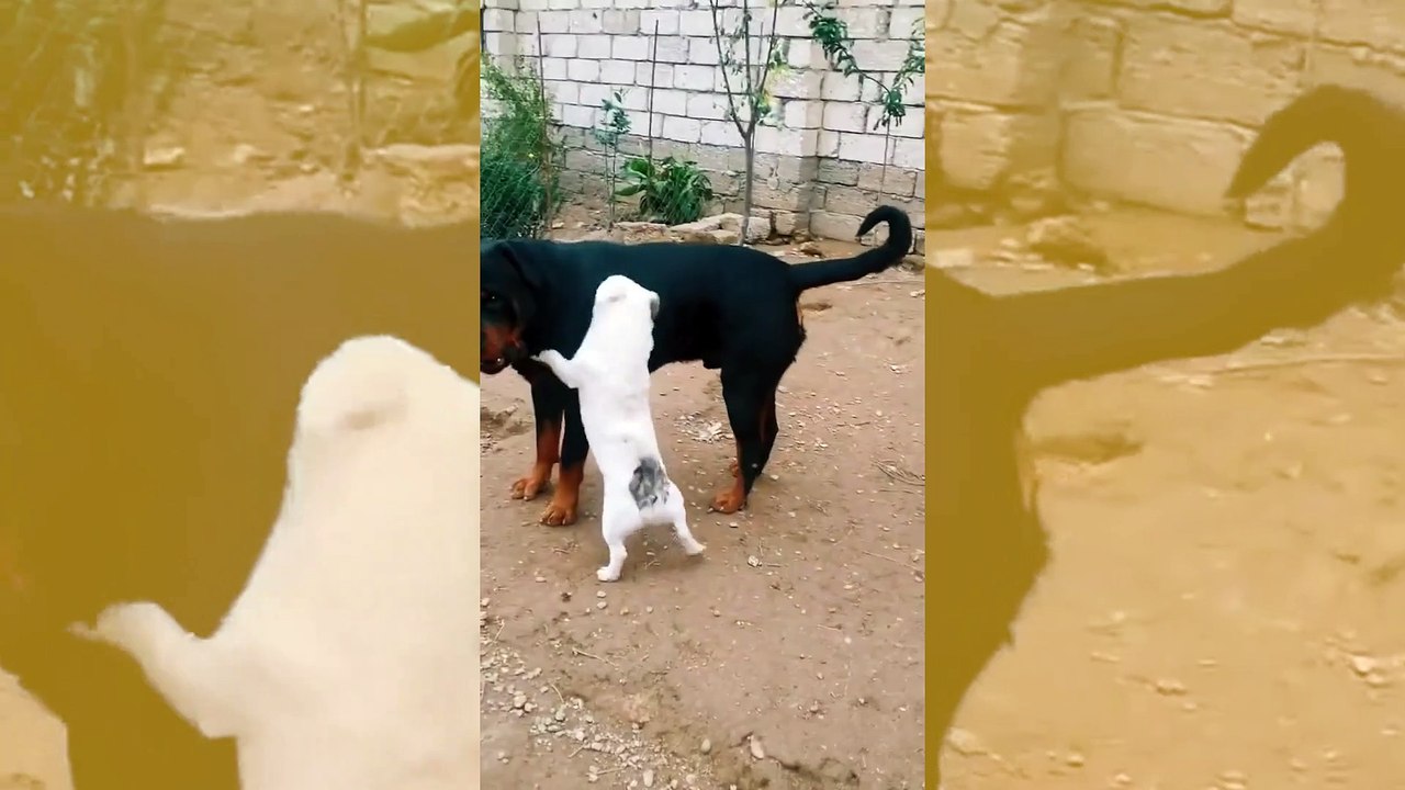 Vídeo impressionante: cãozinho destemido abusa da paciência de rottweiler gigante
