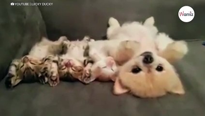 Encerclé par 3 chatons, ce chien a une réaction qui surprend 2,5 millions de personnes (Vidéo)