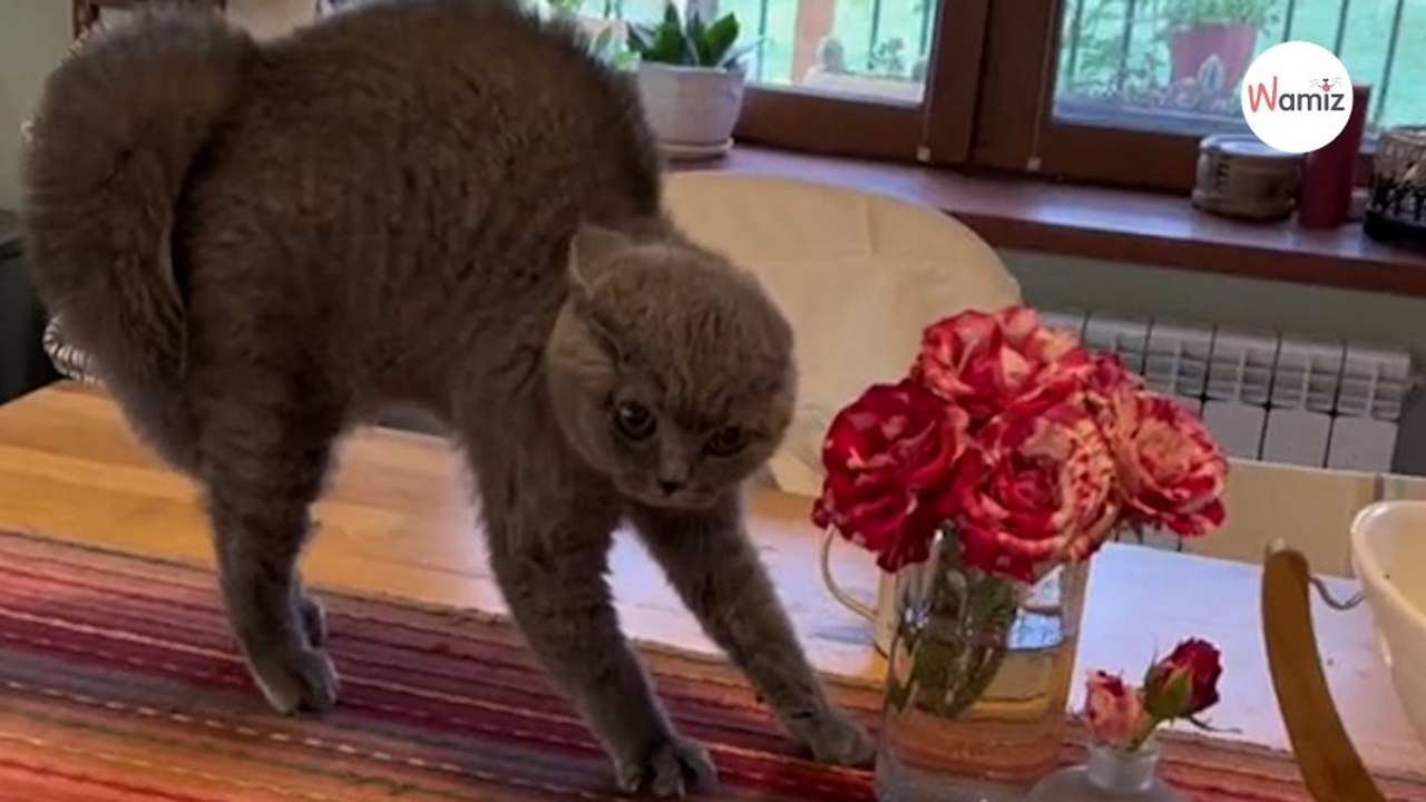 Quand il voit sa petite maîtresse déguisée en chat, ce chaton a une réaction qui fait presque peur !
