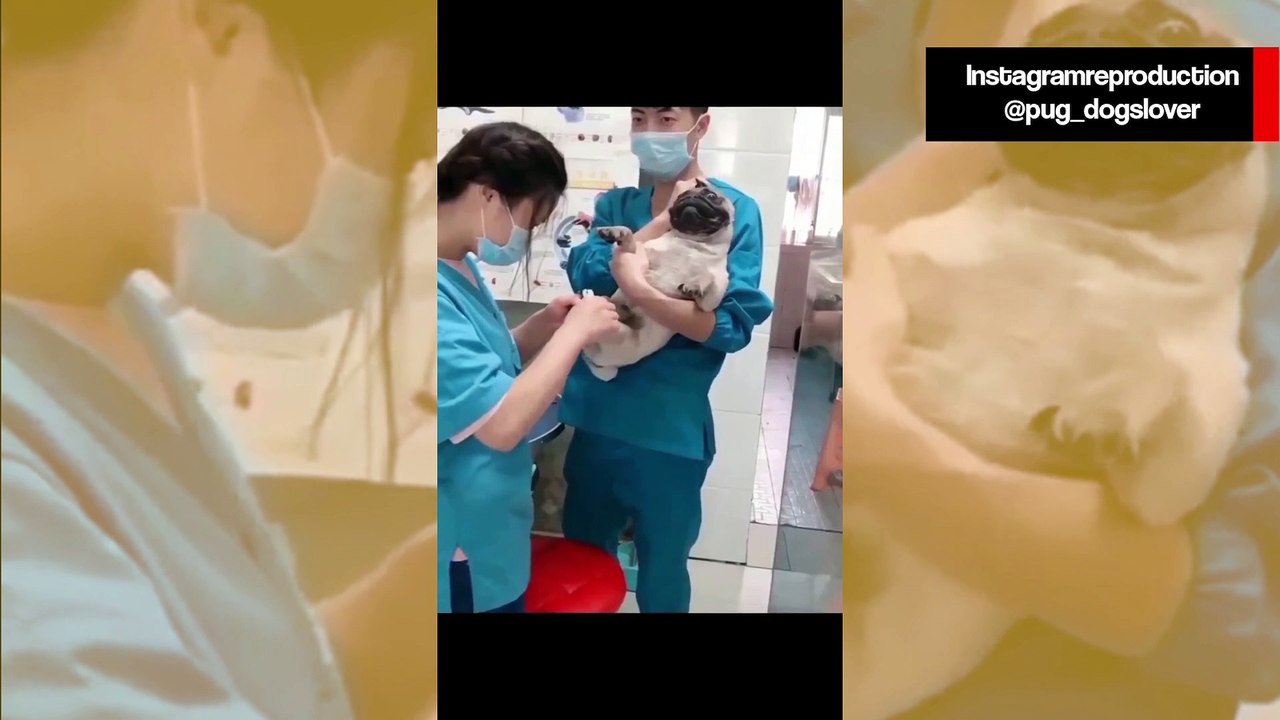 Vídeo hilário: cãozinho pug é extremamente dramático na hora de cortar as unhas