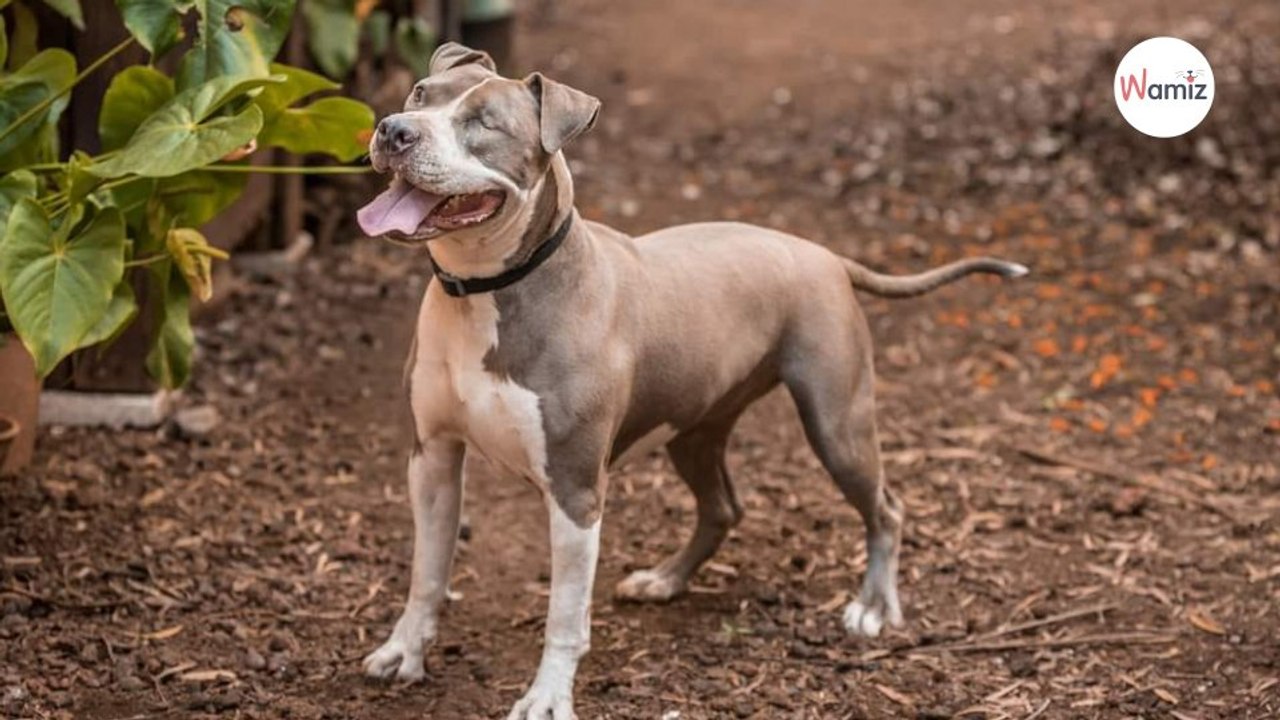 Trouvée sur l'Île de la Réunion, cette chienne borgne espère changer de vie en trouvant une famille en métropole