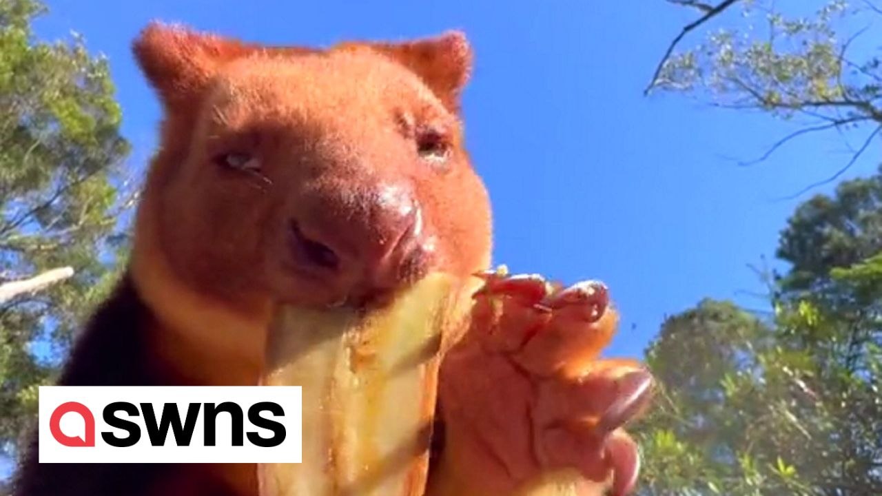 SOUND ON: Super-cute and endangered tree kangaroo gorges on banana