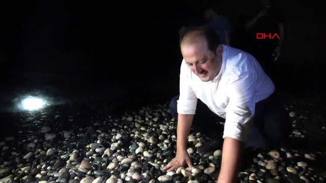 Mersin'de Kaplumbağa Yavruları Denizle Buluştu