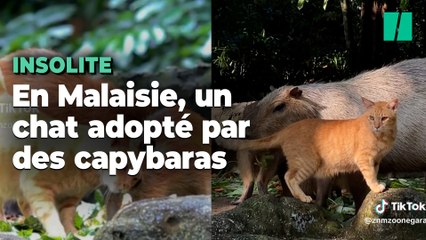 En Malaisie, ce chat adopté par des capybaras est devenu la vedette du zoo
