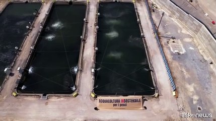 In azione gli animalisti in un allevamento intensivo di pesci