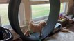 Goldendoodle Puppy Takes Cat Wheel For a Spin