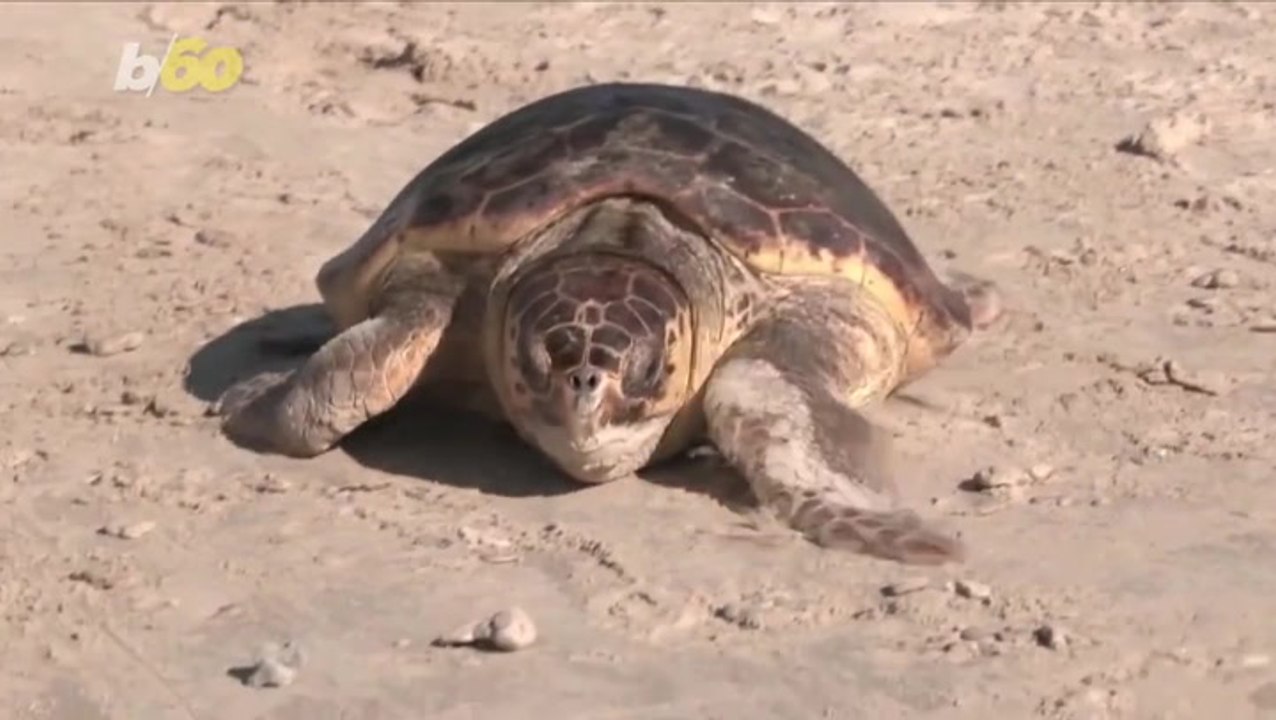 Adorable moment two sea turtles injured in underwater explosions return to Mediterranean Sea