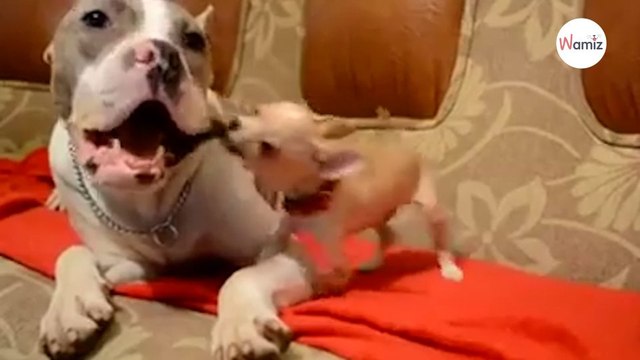 Le Chihuahua surexcité bondit sur le Pitbull : sa réaction est une surprise (Vidéo)
