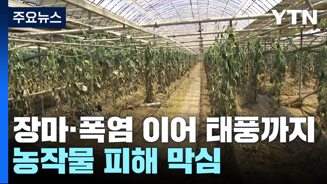 장마·폭염 이어 태풍까지...농작물 피해 막심 / YTN
