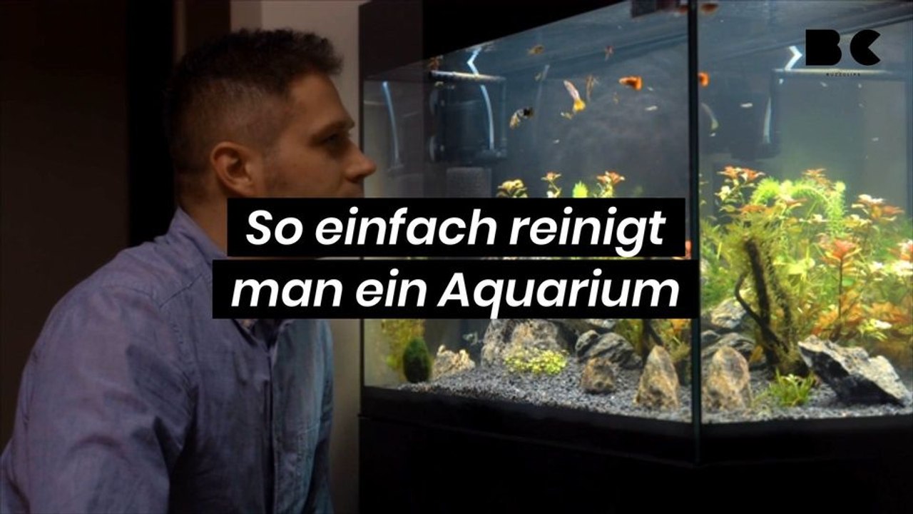 So einfach reinigt man ein Aquarium