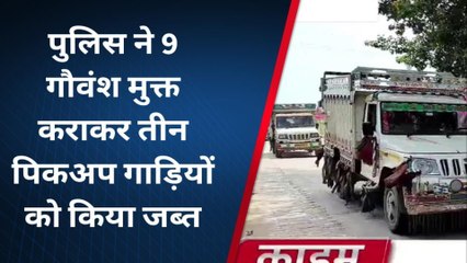 भरतपुर: पहाड़ी पुलिस ने की बड़ी कार्रवाई .. 9 गोवंश को कराया मुक्त, 3 पिकअप जब्त