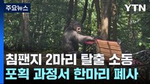 대구 달성공원서 침팬지 2마리 우리 탈출...마취총 맞고 1마리 폐사 / YTN